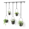 Umbra Triflora Hanging Planter Set of 5 - Black